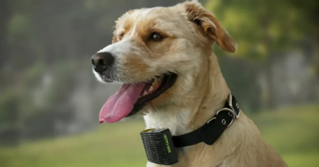 Waterproof Halo Collar